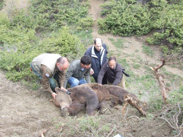 Απελευθέρωσαν την αρκούδα που είχε παγιδευτεί σε θηλιά κυνηγών στο Βατερό Κοζάνης