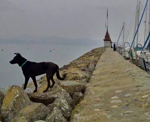 Υιοθετήθηκε στη Γενεύη ο σκελετωμένος σκύλος από τα Οινόφυτα αφού κανείς δεν τον θέλησε στην Ελλάδα (βίντεο)