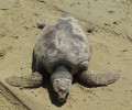 Νάξος: 4η νεκρή καρέττα για το 2015 στην παραλία Πλάκα