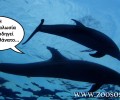 Υ.Π.Α.Π.ΕΝ.: Εκπαιδευτικές οι κωλοτούμπες των δελφινιών στο Αττικό Ζωολογικό Πάρκο και όχι σόου!