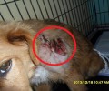 Ο σκύλος που πυροβολήθηκε εξ επαφής στα Αλωνάκια Κοζάνης υιοθετήθηκε στην Ολλανδία