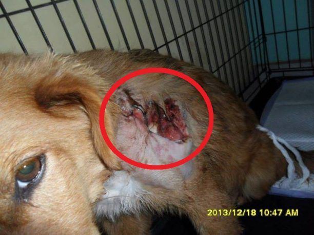 Ο σκύλος που πυροβολήθηκε εξ επαφής στα Αλωνάκια Κοζάνης υιοθετήθηκε στην Ολλανδία