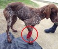 Σκύλος πυροβολημένος στο πόδι στις Φέρες Αλεξανδρούπολης
