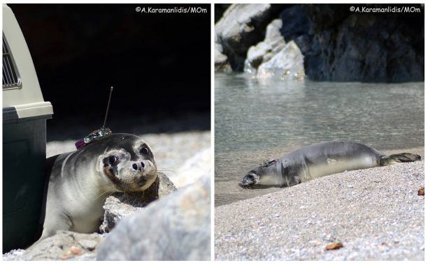 Απελευθέρωσαν την ορφανή φώκια στο Εθνικό Θαλάσσιο Πάρκο Αλοννήσου