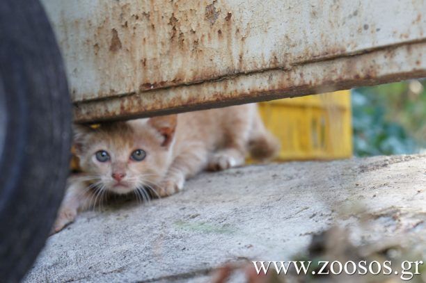 Νάξος: Πέταξε ζωντανό το άρρωστο γατάκι στα σκουπίδια