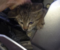 Καβάλα: Έσωσαν τη νεαρή γάτα που είχε σφηνώσει στην μοτοσυκλέτα