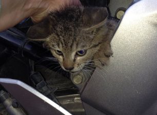 Καβάλα: Έσωσαν τη νεαρή γάτα που είχε σφηνώσει στην μοτοσυκλέτα