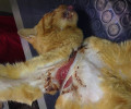 Καβάλα: Έσωσαν τον γάτο που είχε σφηνώσει στην πλαστική ροδέλα