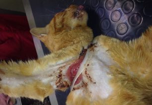 Καβάλα: Έσωσαν τον γάτο που είχε σφηνώσει στην πλαστική ροδέλα