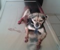 Βρήκαν τραυματισμένο σκύλο στη Λ. Μαραθώνος στη Νέα Μάκρη Αττικής