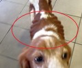 Σκύλος κυκλοφορούσε σκελετωμένος στην Λ. Λαυρίου