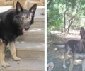 Χάθηκαν δύο λυκόσκυλα στην Κηφισιά Αττικής