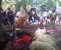 Κιβωτός Μυτιλήνης: Ο τερματισμός της δημόσιας σφαγής ταύρου δεν καταργεί την παράδοση επιβάλλει τον πολιτισμό