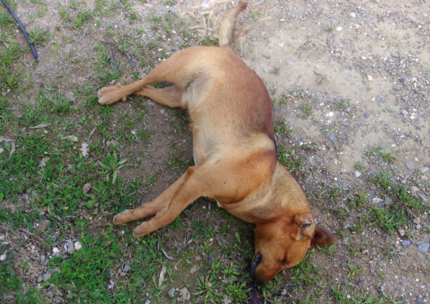 Δηλητηρίασαν σκυλιά μέσα στα παλιά σφαγεία στην Μεγαλόπολη