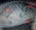 Μεσολόγγι: Εκτέλεσε τον σκύλο πυροβολώντας τον 3 φορές με αεροβόλο