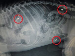 Μεσολόγγι: Εκτέλεσε τον σκύλο πυροβολώντας τον 3 φορές με αεροβόλο