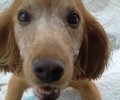 Χάθηκε σκύλος στο Μετς στην Αθήνα