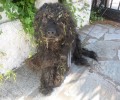 Πέθανε το σκυλί που βρέθηκε εξαθλιωμένο σε ορεινή περιοχή της Νέας Μάκρης