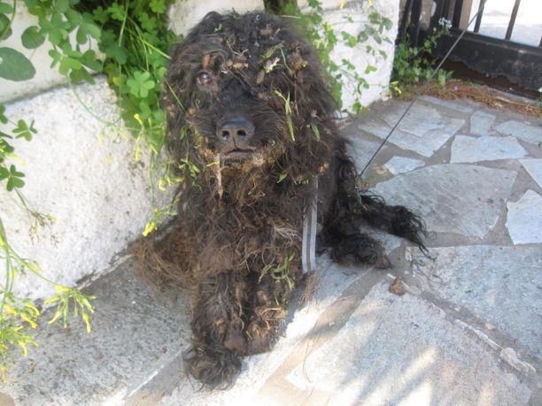 Πέθανε το σκυλί που βρέθηκε εξαθλιωμένο σε ορεινή περιοχή της Νέας Μάκρης