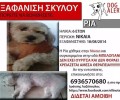 Χάθηκε σκύλος στη Νίκαια Αττικής τον Αύγουστο του 2014