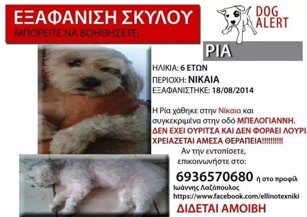 Χάθηκε σκύλος στη Νίκαια Αττικής τον Αύγουστο του 2014