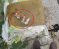 Νίκαια: Τύλιξε τα γατάκια σε πατάκι για να μην ακούγεται το κλάμα τους και τα πέταξε στα σκουπίδια