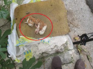 Νίκαια: Τύλιξε τα γατάκια σε πατάκι για να μην ακούγεται το κλάμα τους και τα πέταξε στα σκουπίδια