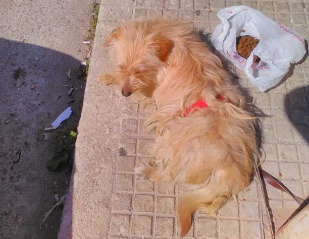 Θρακομακεδόνες: Έδεσε στην κολώνα σκύλο και τον εγκατέλειψε στο Ολυμπιακό Χωριό