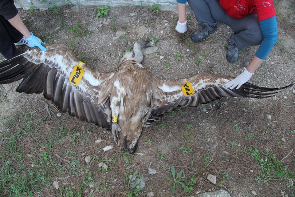 Δύο Όρνια νεκρά από φόλες στην Άνω Βυρσίνη Έβρου