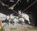 Εντόπισαν παράνομο εκτροφείο σκύλων στον Άγιο Στέφανο Αττικής (βίντεο)