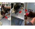 Έσωσαν τον σκύλο που σάπιζε από το σύρμα στο λαιμό του στην Πύλη Τρικάλων