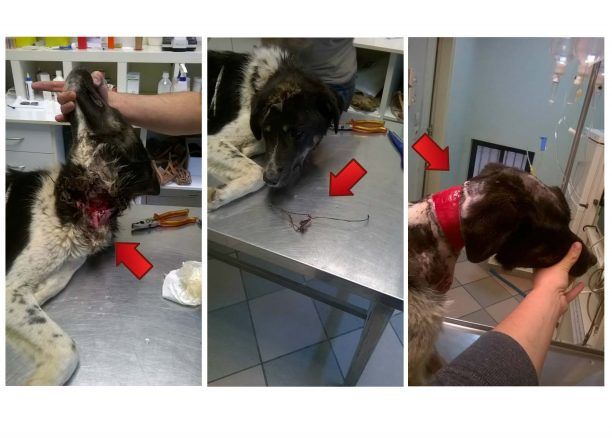 Έσωσαν τον σκύλο που σάπιζε από το σύρμα στο λαιμό του στην Πύλη Τρικάλων