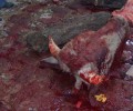 Πραγματοποίησαν δημόσια σφαγή ζώων σε πανηγύρι στην Πηγή Λέσβου αν και η νομοθεσία το απαγορεύει