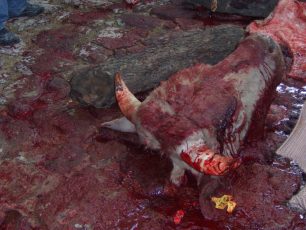 Πραγματοποίησαν δημόσια σφαγή ζώων σε πανηγύρι στην Πηγή Λέσβου αν και η νομοθεσία το απαγορεύει