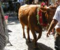 Εισαγγελία και Αστυνομία δεσμεύονται ότι δεν θα γίνει σφαγή ταύρου στον Μανταμάδο