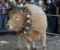 Ζητούν από τους μητροπολίτες να καταργήσουν το βάρβαρο έθιμο της σφαγής του ταύρου στον Μανταμάδο