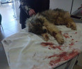 Σοβαρή η κατάσταση της σκυλίτσας που κακοποιήθηκε άγρια στην Θήβα (βίντεο)