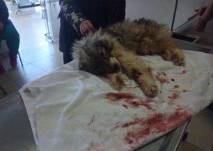 Σοβαρή η κατάσταση της σκυλίτσας που κακοποιήθηκε άγρια στην Θήβα (βίντεο)
