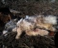 Υπέκυψε στα τραύματα της η σκυλίτσα που κακοποιήθηκε άγρια στην Θήβα (βίντεο)
