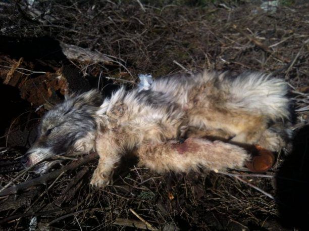 Υπέκυψε στα τραύματα της η σκυλίτσα που κακοποιήθηκε άγρια στην Θήβα (βίντεο)