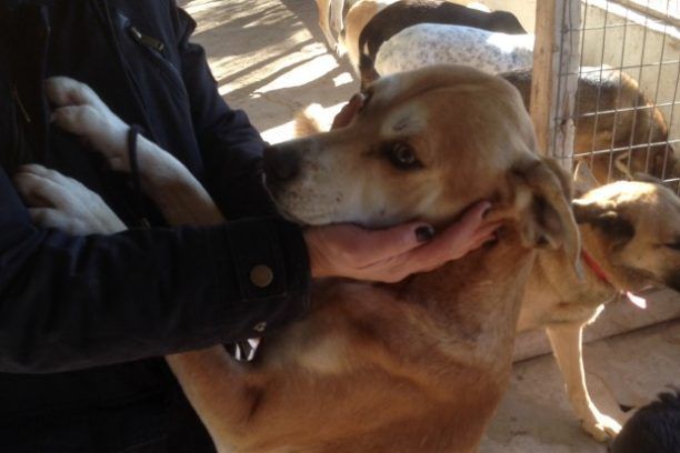 Έκκληση για την ενίσχυση της άνεργης που φροντίζει 30 σκυλιά στην Επανομή Θεσσαλονίκης