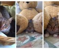 Έκκληση βοήθειας για τον Τζόι τον αδέσποτο γάτο από τη Νεάπολη Θεσσαλονίκης