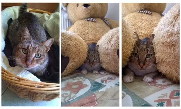 Έκκληση βοήθειας για τον Τζόι τον αδέσποτο γάτο από τη Νεάπολη Θεσσαλονίκης