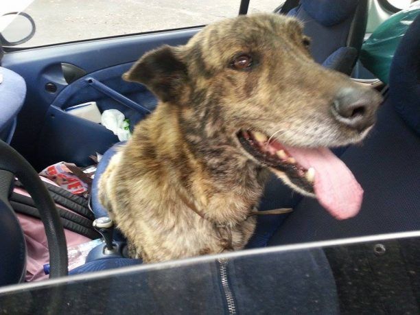 Χανιά: Εγκατέλειψε τον σκύλο στην μέση της Εθνικής Οδού
