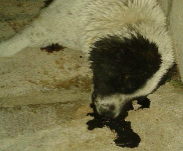 Ξυλόκαστρο Κορινθίας: Ο σκύλος κείτεται νεκρός εδώ και μια εβδομάδα