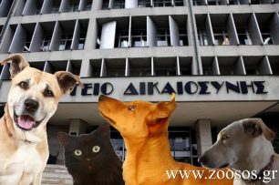 Υπερψηφίστηκε στη Βουλή τα φιλοζωικά σωματεία να παρίστανται ως πολιτική αγωγή σε δίκες για κακοποίηση - θανάτωση ζώου