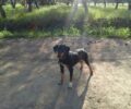 Ζάκυνθος: Έφυγε από το νησί και εγκατέλειψε τον σκύλο του