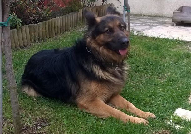 Βρέθηκε αρσενικός Γερμανικός Ποιμενικός στο Κορωπί