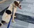 Χάθηκε σκύλος στην Αγία Παρασκευή Αττικής