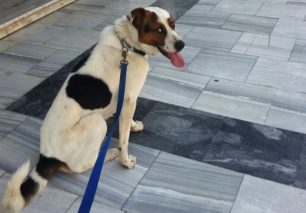 Χάθηκε σκύλος στην Αγία Παρασκευή Αττικής